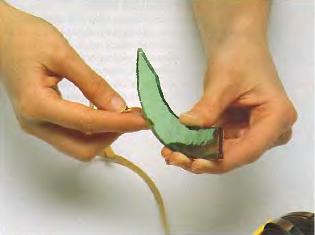 abbazhury-tiffany-3.png abbazhury-tiffany-3.png