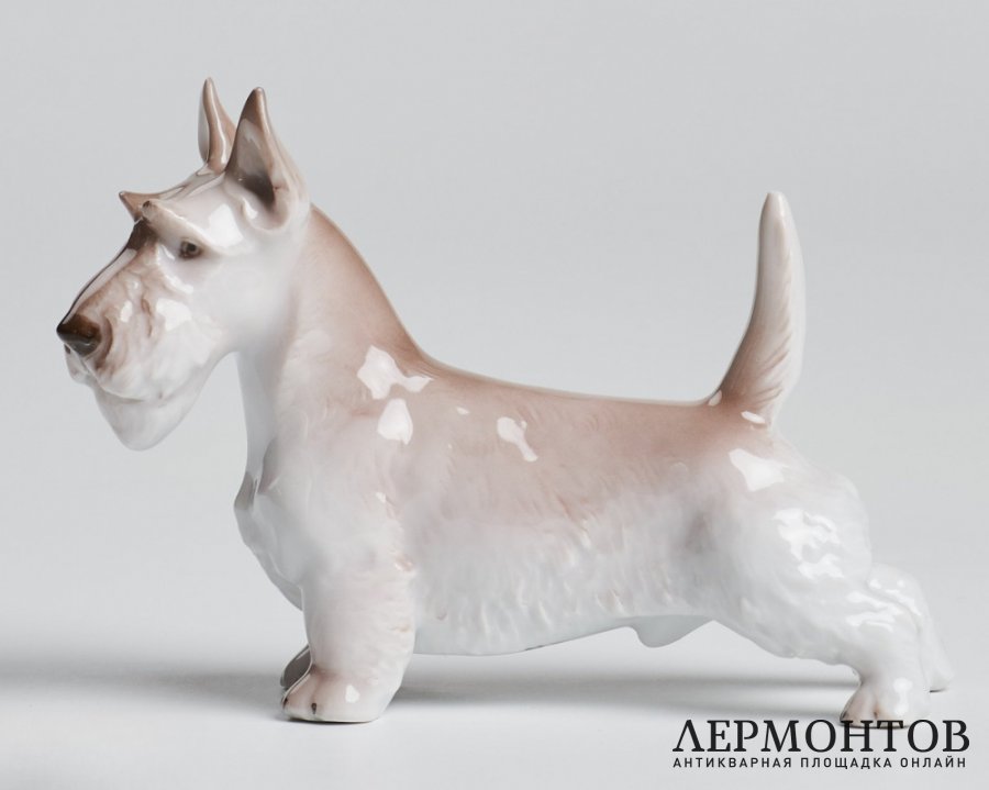 Статуэтка «Скотч терьер». Фарфор, Rosenthal, Германия