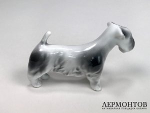 Статуэтка «Скотчтерьер». Фарфор, Drasche, Венгрия, 1937–1944 годы