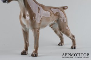 Статуэтка Собака боксер. Фарфор.  Rosenthal, Германия, Theodor Karner, 1944 г.